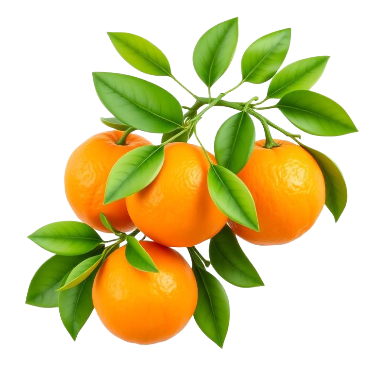 Clémentines