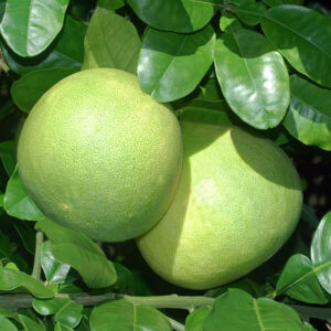 Pamplemousse Vert de Tahiti