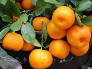 Mandarine Fortune