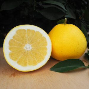 Pomelo Marsh Seedless