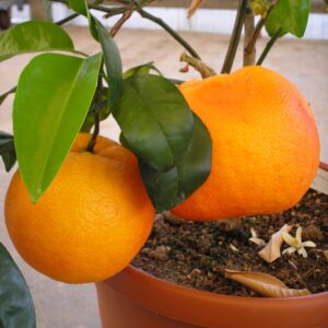 Pomelo Thompson