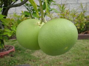 Pamplemousse Cayenne