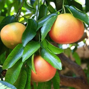 Pomelo Star Ruby