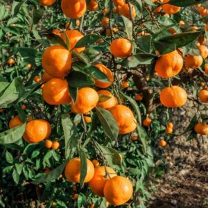  Mandarine d’Eze