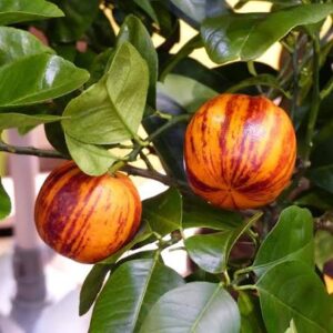 Sanguine Sanguinelli