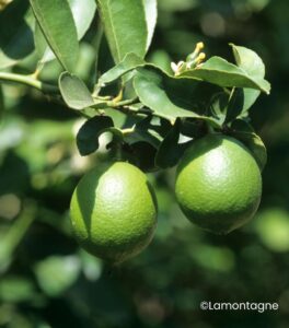 Lime Tahiti